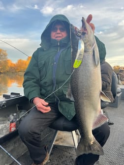 Chinook Salmon Fishing in Anderson, California