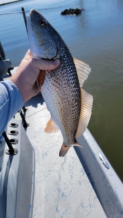 Redfish Fishing in Golden Meadow, Louisiana