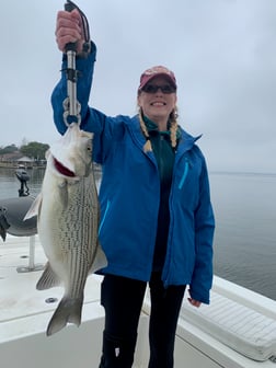 Hybrid Striped Bass Fishing in Willis, Texas