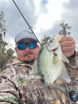 Crappie Fishing in Crystal River, Florida