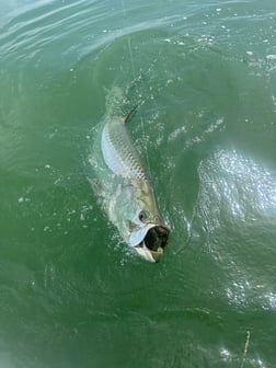 Tarpon Fishing in Islamorada, Florida