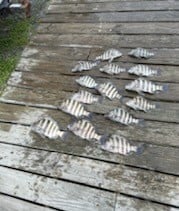 Sheepshead Fishing in Wanchese, North Carolina