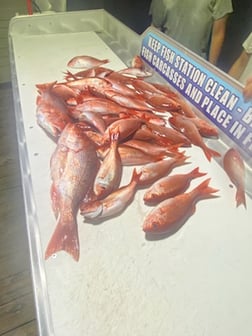 Red Snapper fishing in Destin, Florida