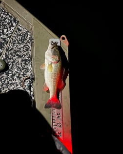 Striped Bass Fishing in Graford, Texas