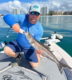 Mangrove Snapper, Scup / Porgy, Sheepshead Fishing in Sarasota, Florida