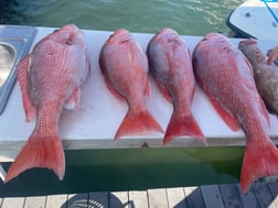 Red Snapper Fishing in Madeira Beach, Florida