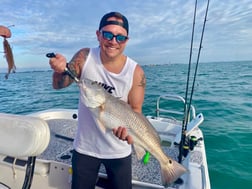 Mangrove Snapper, Scup / Porgy, Sheepshead Fishing in Sarasota, Florida