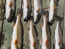 Redfish fishing in Matagorda, Texas