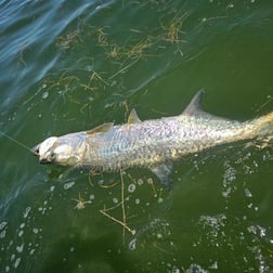 Tarpon Fishing in Port Orange, Florida