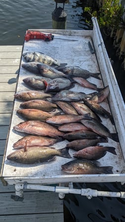 Mangrove Snapper, Sheepshead Fishing in St. Petersburg, Florida