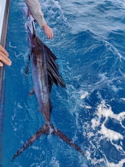 Mahi Mahi Fishing in Pompano Beach, Florida