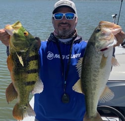 Peacock Bass Fishing in Palmetto Bay, Florida