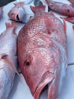 Amberjack, Red Grouper, Red Snapper, Yellowtail Snapper Fishing in Clearwater, Florida