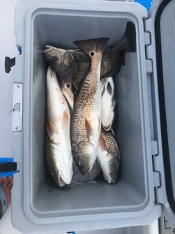 Black Drum, Redfish Fishing in Rockport, Texas