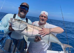 Cobia Fishing in Clearwater, Florida