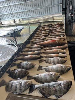 Black Drum, Redfish Fishing in Buras, Louisiana