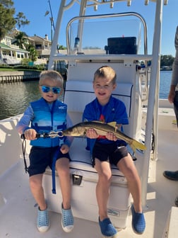 Snook Fishing in Sarasota, Florida