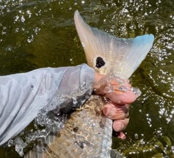 Redfish Fishing in Islamorada, Florida