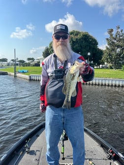 Largemouth Bass Fishing in Boca Raton, Florida