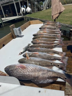 Redfish Fishing in Buras, Louisiana