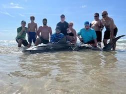 Tiger Shark fishing in Corpus Christi, Texas