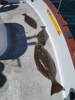 Halibut Fishing in San Diego, California