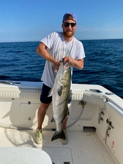 Striped Bass fishing in Montauk, New York