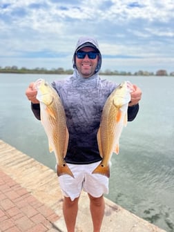 Black Drum, Redfish Fishing in Galveston, Texas