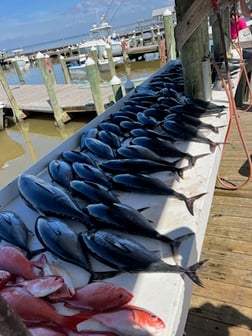 Blackfin Tuna, Scamp Grouper, Vermillion Snapper Fishing in Gulf Shores, Alabama