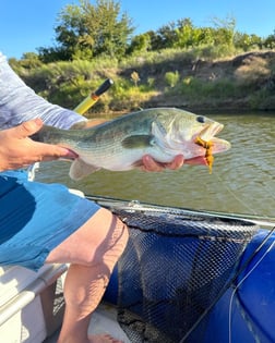 Largemouth Bass Fishing in Graford, Texas