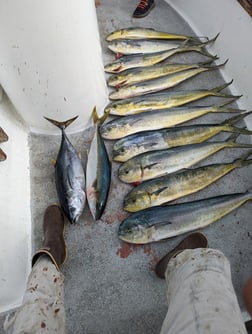 Mahi Mahi / Dorado Fishing in San Diego, California