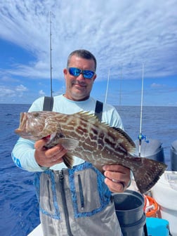 Goliath Grouper Fishing in Clearwater, Florida