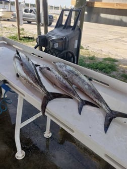 Black Seabass, Triggerfish, Vermillion Snapper Fishing in Jacksonville, Florida