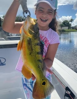 Peacock Bass Fishing in Palmetto Bay, Florida