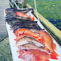 Lingcod, Rockfish Fishing in Bodega Bay, California