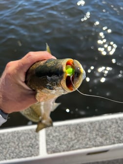 Fishing in Holmes Beach, Florida