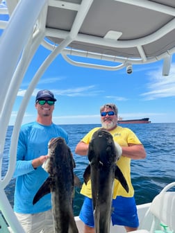 Cobia fishing in Orange Beach, Alabama