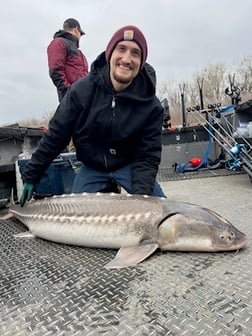 Sturgeon Fishing in Anderson, California