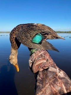 Hunting in Crystal River, Florida