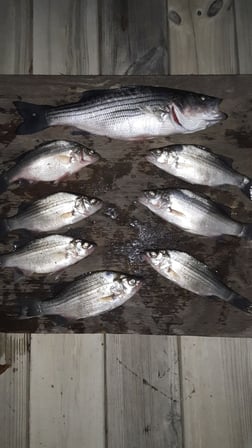 Striped Bass Fishing in Holmes Beach, Florida