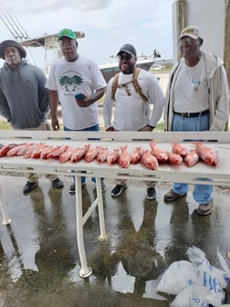 Black Seabass, Triggerfish, Vermillion Snapper Fishing in Jacksonville, Florida