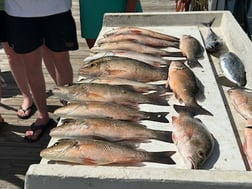 Fishing in Marathon, Florida