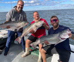 Striped Bass fishing in Barnstable, Massachusetts