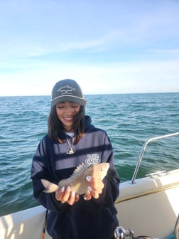 Gag Grouper Fishing in Belleair Bluffs, Florida