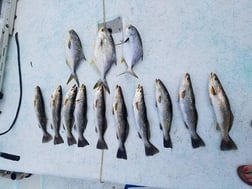 Florida Pompano, Speckled Trout Fishing in Crystal River, Florida