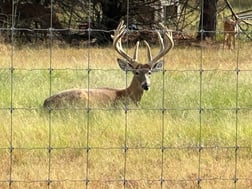 Whitetail Deer Hunting in Bonham, Texas