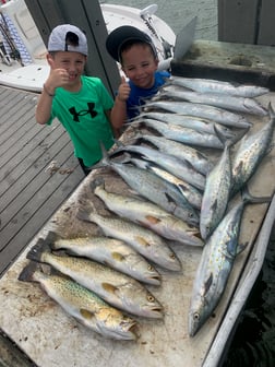 Cobia Fishing in Sarasota, Florida