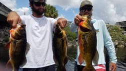 Peacock Bass fishing in Fort Lauderdale, Florida