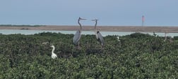 Speckled Trout Fishing in Port Isabel, Texas