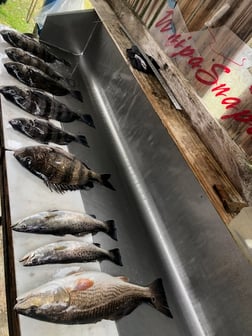 Speckled Trout / Spotted Seatrout Fishing in Biloxi, Mississippi, USA